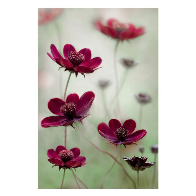 Tableros magnéticos flores Pink Cosmos Flower