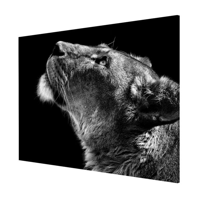 Tableros magnéticos animales Portrait Of A Lioness