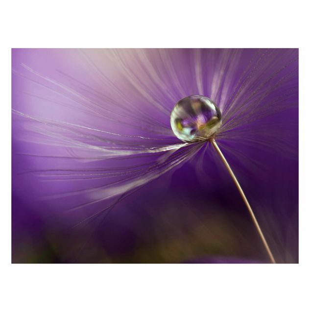 Tableros magnéticos flores Dandelion In Violet