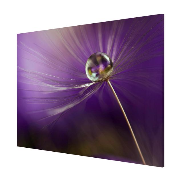 Cuadros de plantas naturales Dandelion In Violet