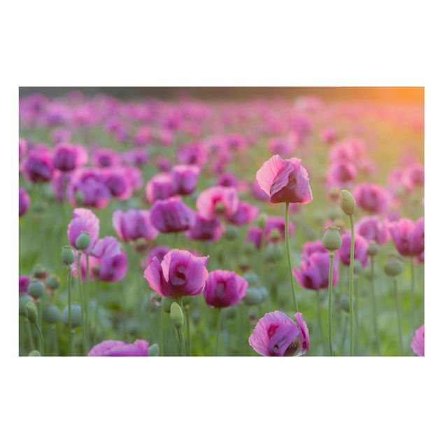 Decoración cocina Purple Poppy Flower Meadow In Spring