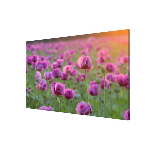 Tableros magnéticos flores Purple Poppy Flower Meadow In Spring