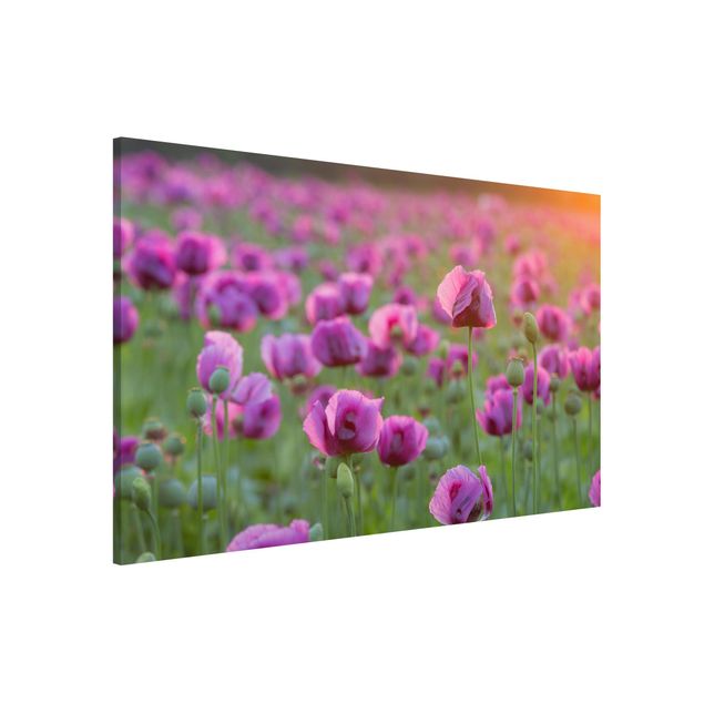 Cuadros de amapolas Purple Poppy Flower Meadow In Spring