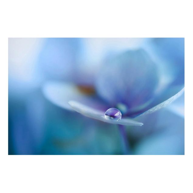 Tableros magnéticos flores Water Drops Hydrangeas