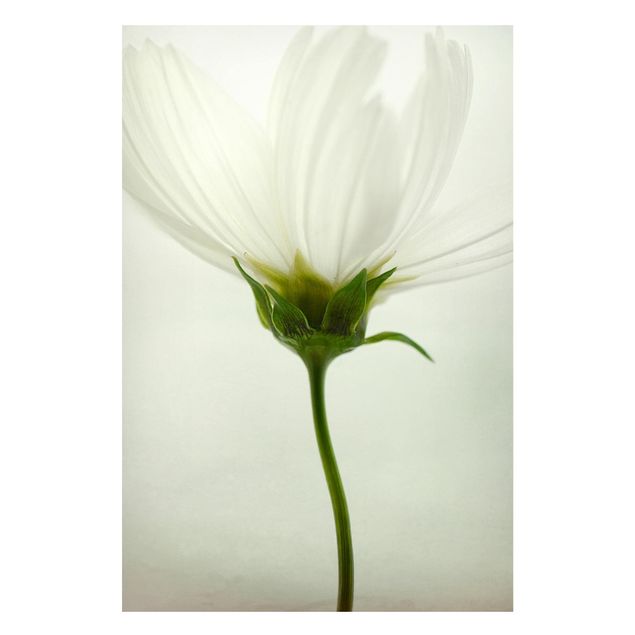 Tableros magnéticos flores White Cosmos