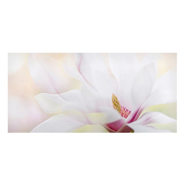 Tableros magnéticos flores Delicate Magnolia Blossom