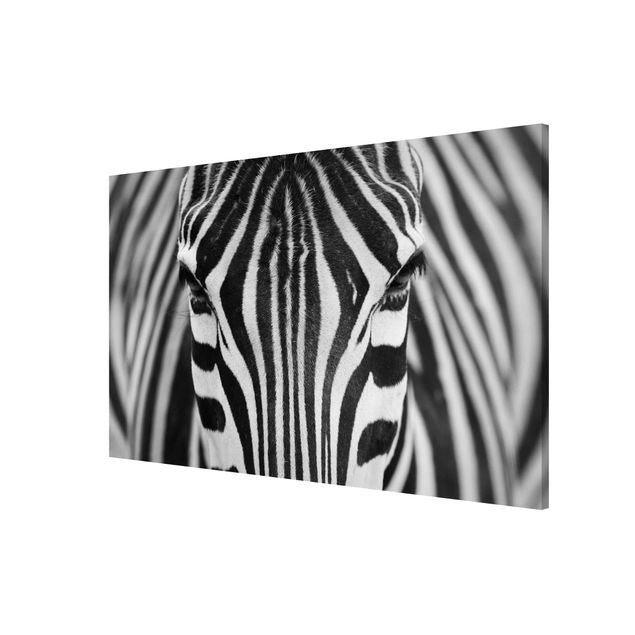 Tableros magnéticos animales Zebra Look