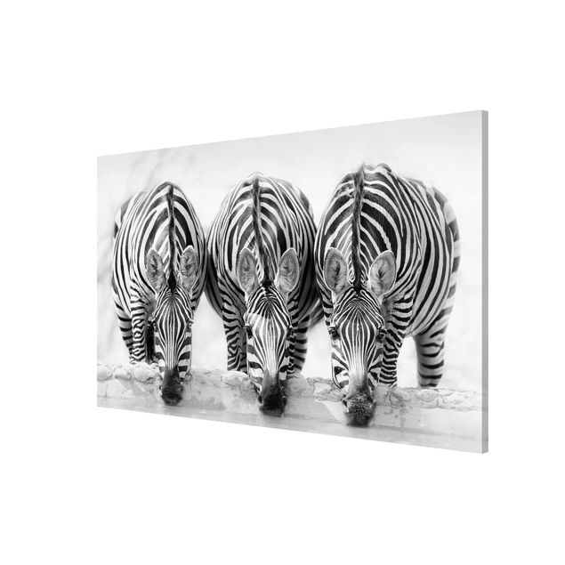 Tableros magnéticos animales Zebra Trio In Black And White