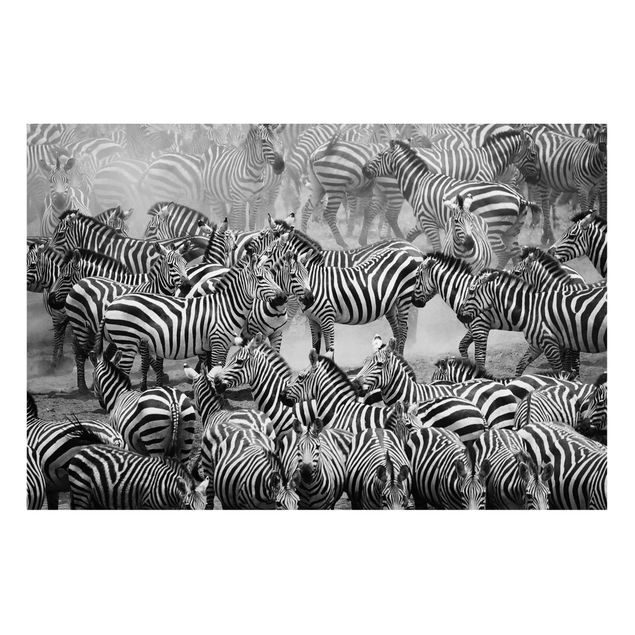 Cuadros cebras Zebra herd II