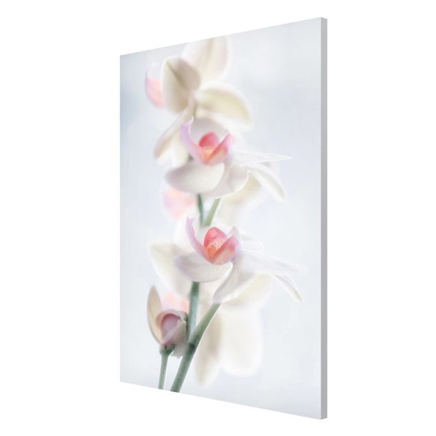 Tableros magnéticos flores Delicate Orchid