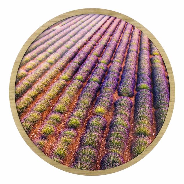 Cuadros morados Picturesque Lavender Field