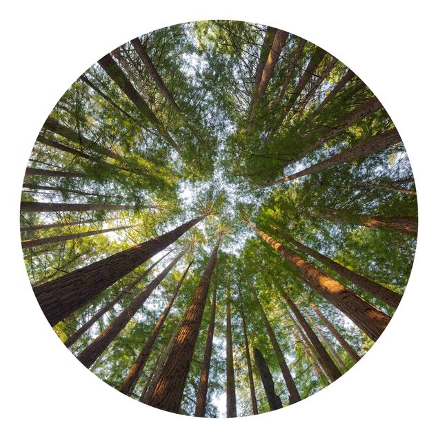 Papel pared paisaje Sequoia Tree Tops