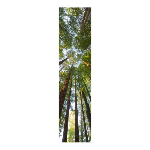Paneles japoneses paisajes Sequoia Tree Tops