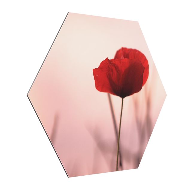 Cuadros de flores modernos Poppy Flower In Twilight