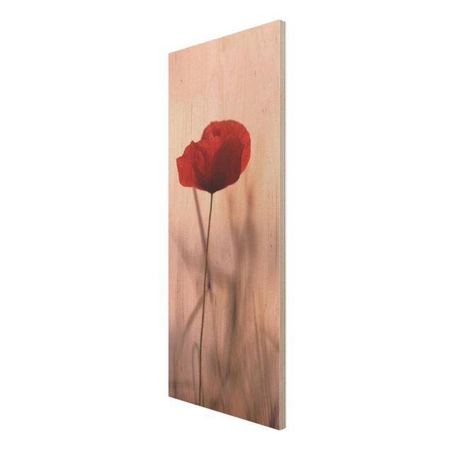 Cuadros de Monika Strigel Poppy Flower In Twilight
