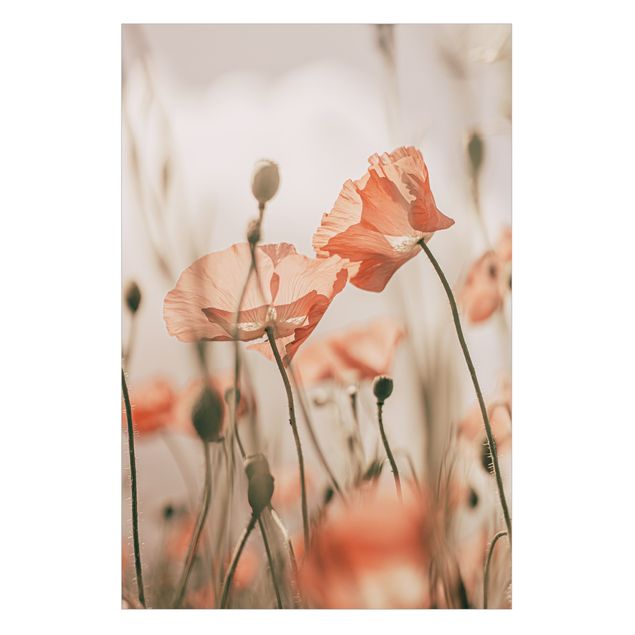 Vinilo para cristales - Poppy Flowers In Summer Breeze