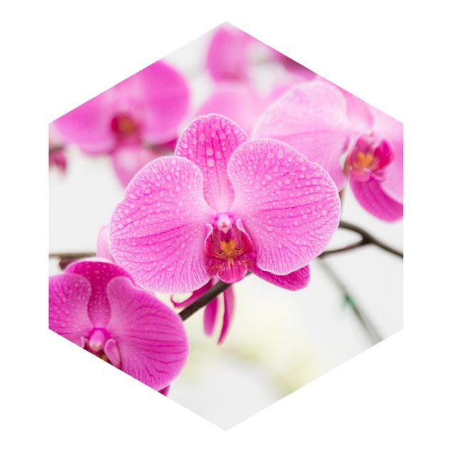Papel de pared Close-Up Orchid