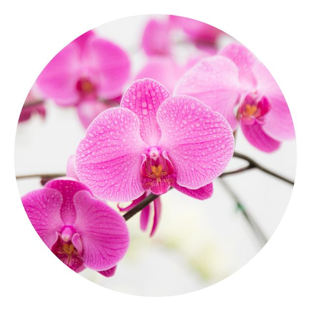 Papel pintado salón moderno Close-Up Orchid