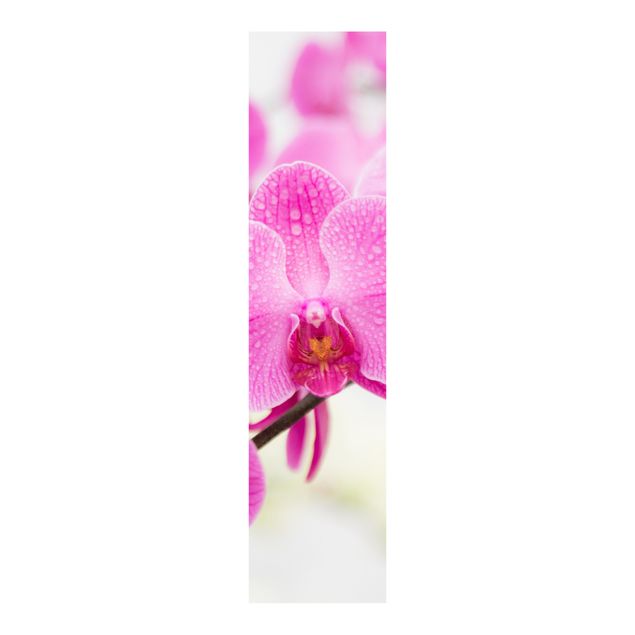 Paneles japoneses flores Close-Up Orchid