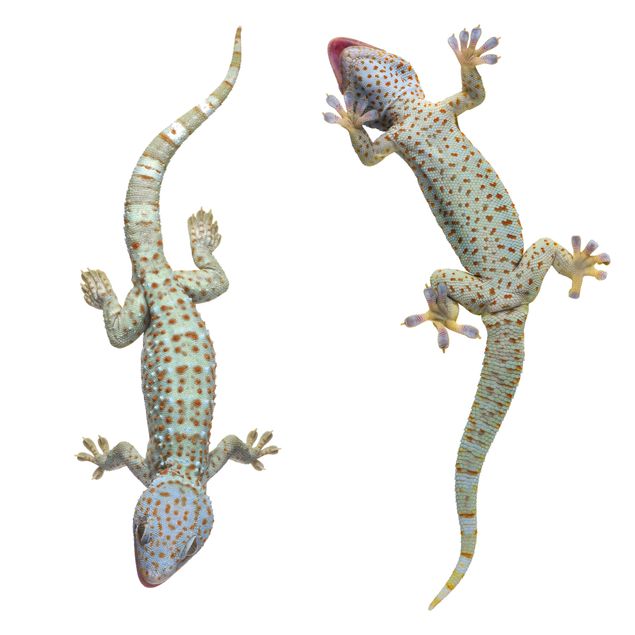 Vinilos para cristales animales Curious Geckos