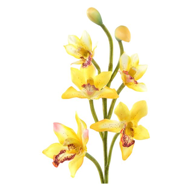 Decoración de cocinas No.173 Orchid Yellow