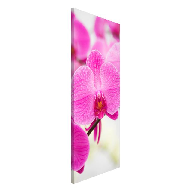 Cuadros de orquideas blancas Close-Up Orchid