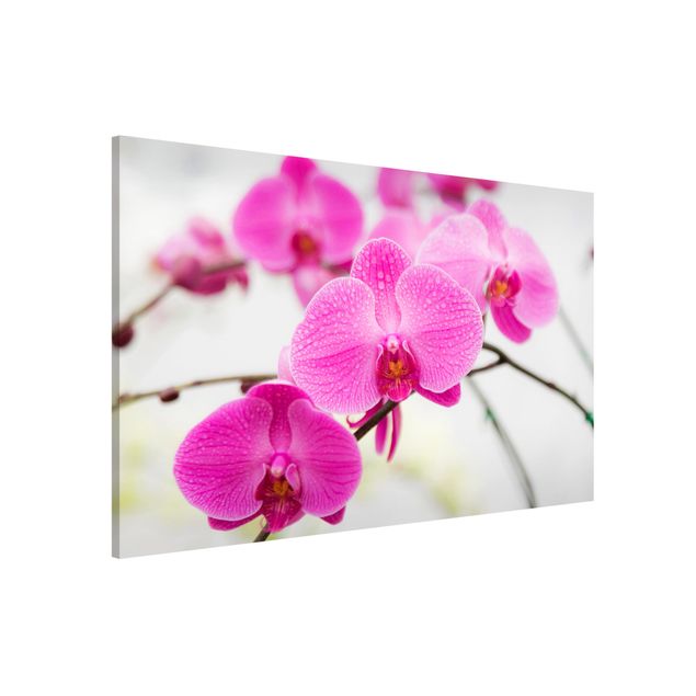 Tableros magnéticos flores Close-Up Orchid
