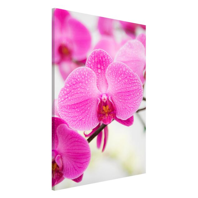 Tableros magnéticos flores Close-Up Orchid