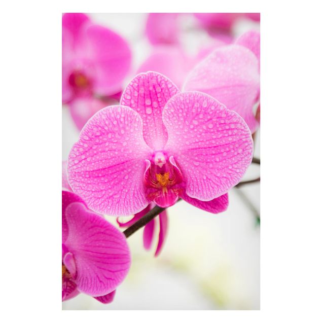 Cuadros con orquideas Close-Up Orchid