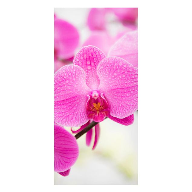 Decoración en la cocina Close-Up Orchid