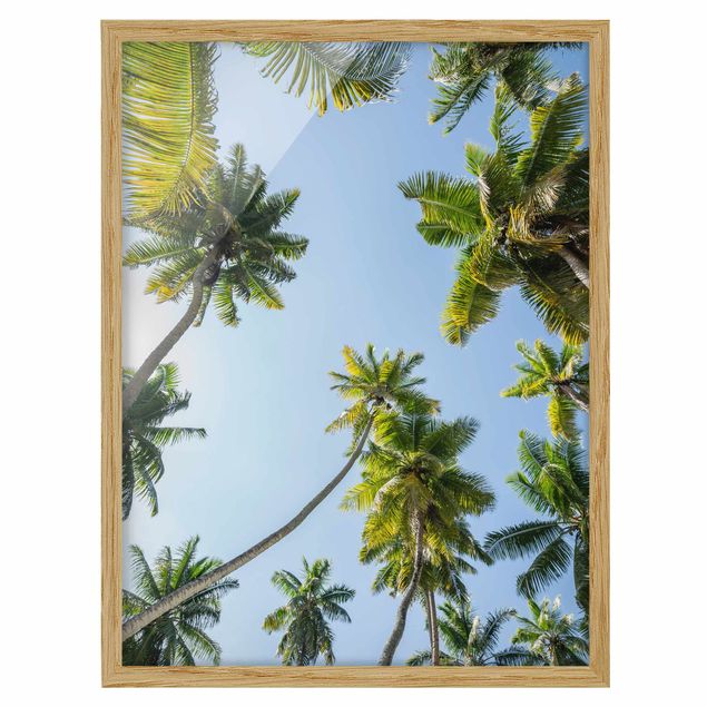 Cuadros naturaleza Palm Tree Canopy