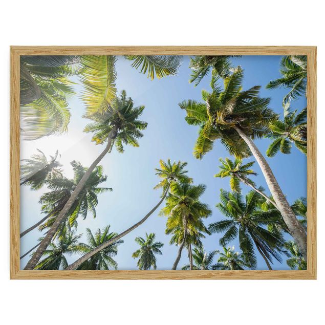 Cuadros de naturaleza Palm Tree Canopy