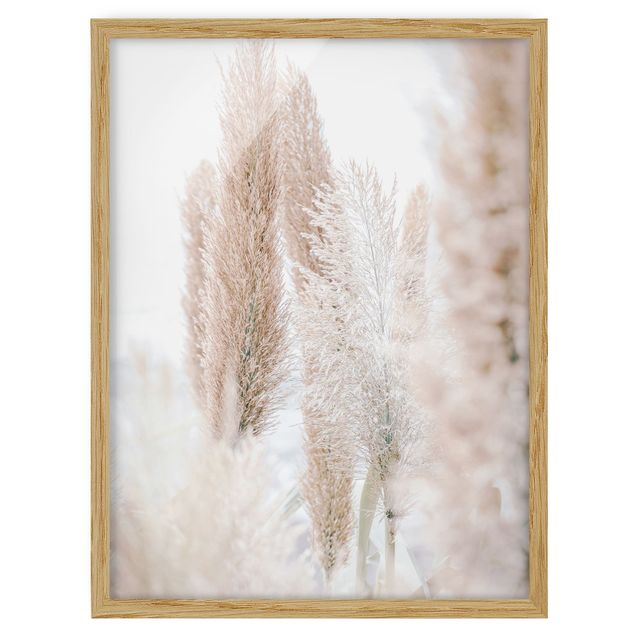 Cuadros flores Pampas Grass In White Light