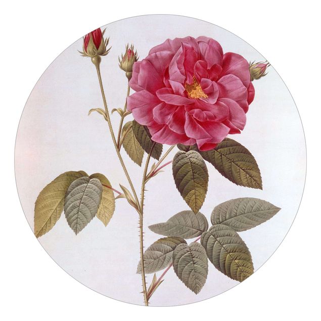 Estilos artísticos Pierre Joseph Redoute - Apothecary's Rose