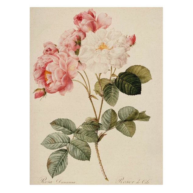 Lienzos de flores Pierre Joseph Redoute - Rosa Damascena