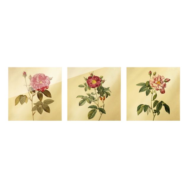 Cuadros de cristal flores Pierre Joseph Redouté - Roses