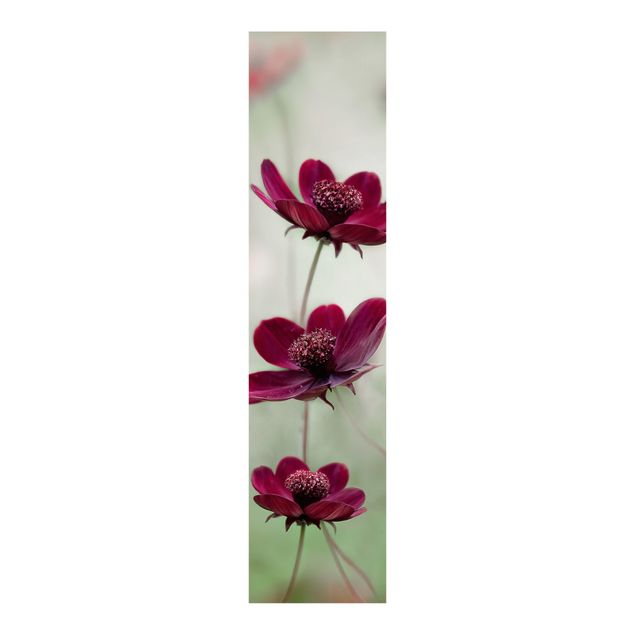 Paneles japoneses flores Pink Cosmos Flower
