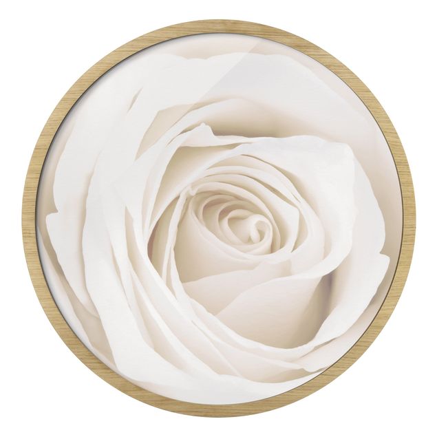 Cuadros enmarcados Pretty White Rose