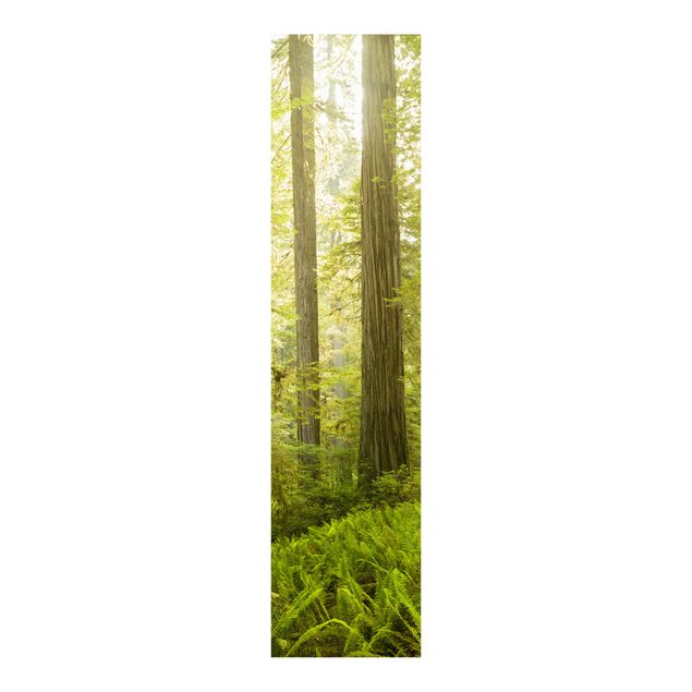 Paneles japoneses paisajes Redwood State Park Forest View