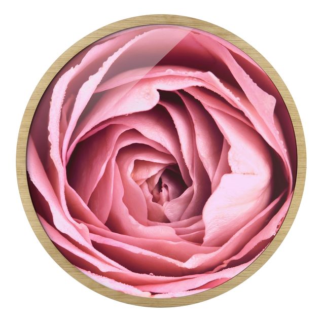 Cuadros Pink Rose Blossom
