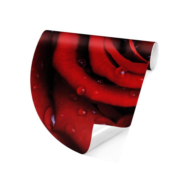Papel pintado flores Red Rose With Water Drops