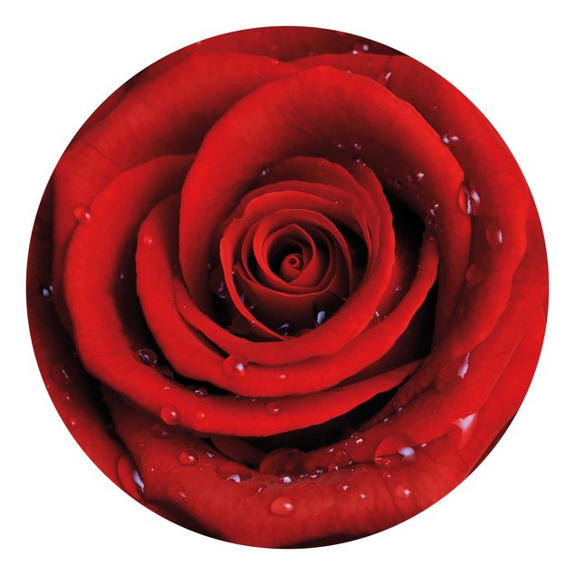 Papeles pintados modernos Red Rose With Water Drops