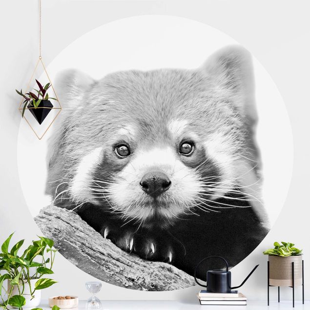 Decoración infantil pared Red Panda In Black And White