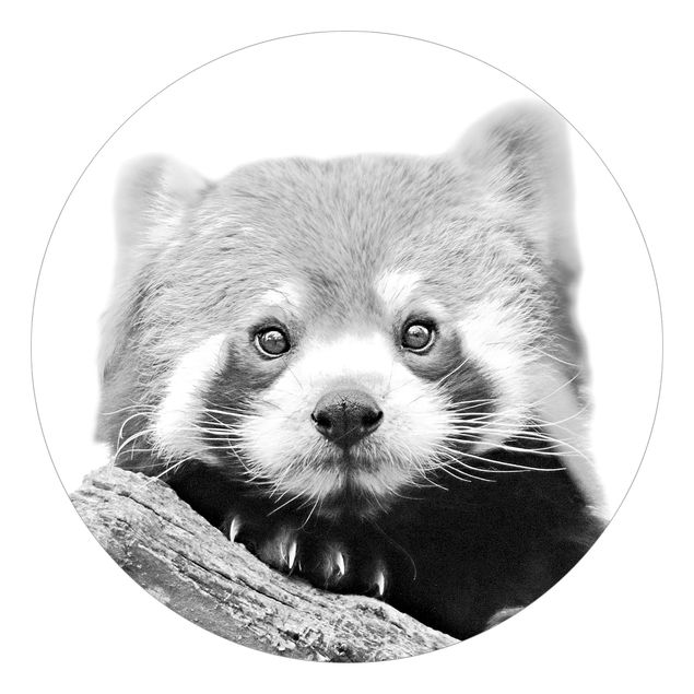 Papel de pared Red Panda In Black And White