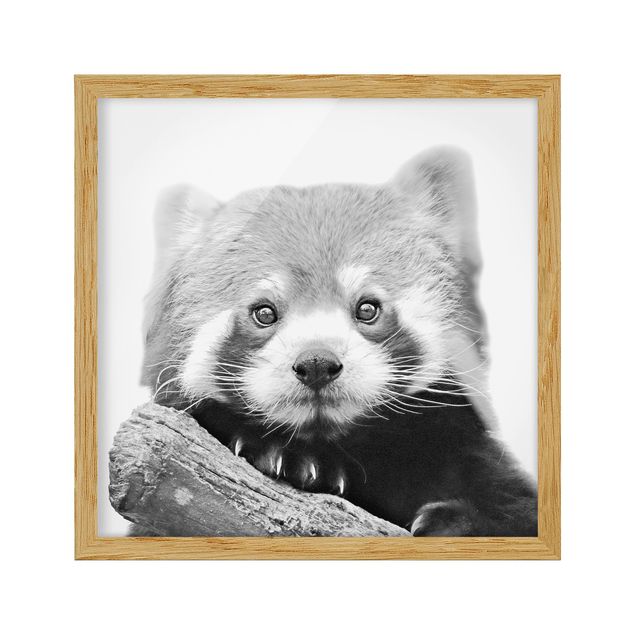 Pósters enmarcados de animales Red Panda In Black And White