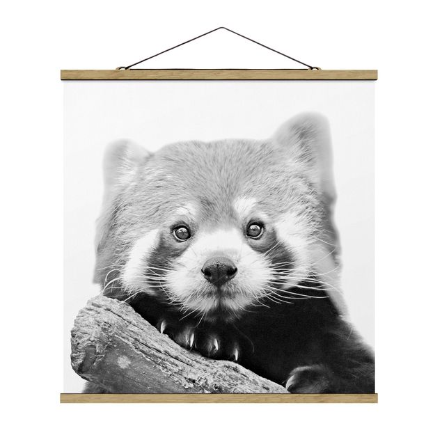 Cuadros infantiles animales Red Panda In Black And White