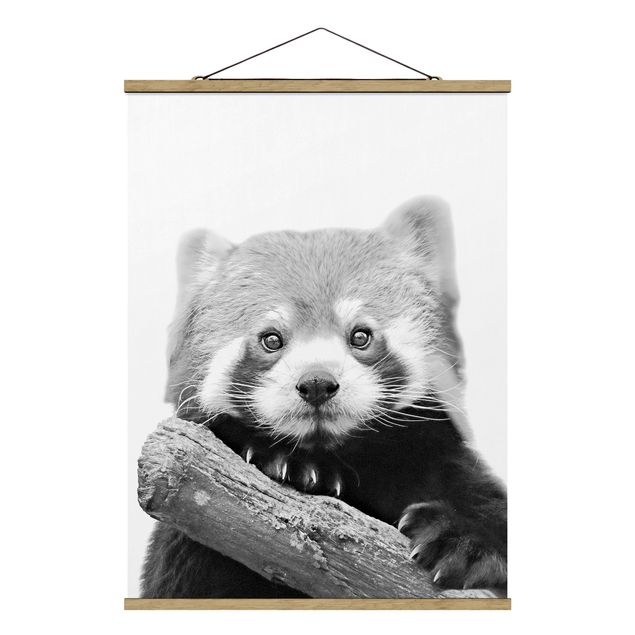 Cuadros de animales Red Panda In Black And White