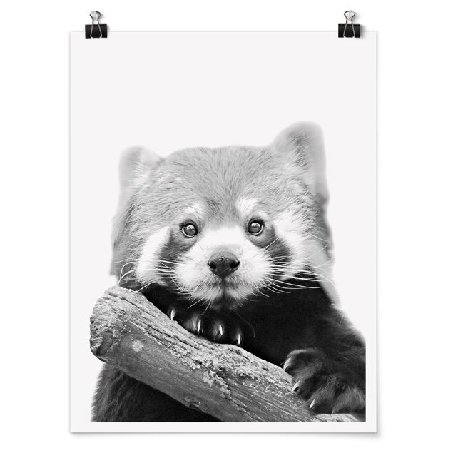 Póster animales Red Panda In Black And White
