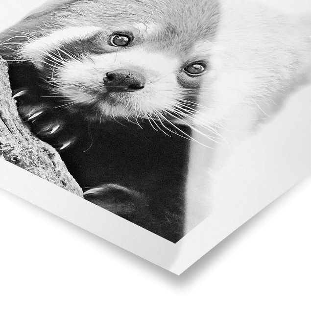 Cuadros modernos blanco y negro Red Panda In Black And White