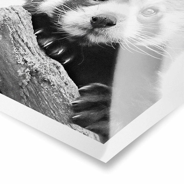 Cuadros a blanco y negro Red Panda In Black And White